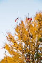 Lonely red leaves left on a tree in late autumn in the park.