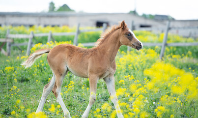 sorrel foal running  in paddock near stable. spring time