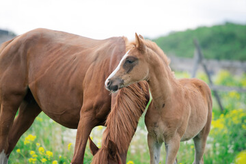  chestnut foal walking  in yellow flowers  blossom paddock with mom. cloudy day
