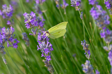 Common brimstone butterfly (Gonepteryx rhamni) sitting on lavender in Zurich, Switzerland