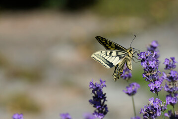 Old World Swallowtail or common yellow swallowtail (Papilio machaon) sitting on lavender in Zurich, Switzerland