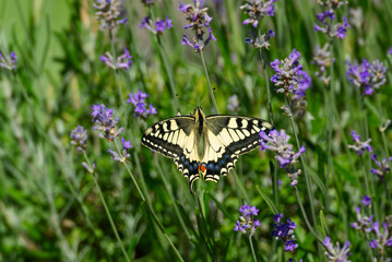 Old World Swallowtail or common yellow swallowtail (Papilio machaon) sitting on lavender in Zurich, Switzerland