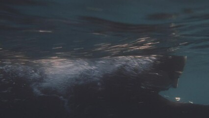 Open water swimming underwater view. Sportsman in goggles and cap training forward crawl technique medium tracking shot. Professional swimmer workout
