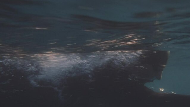 Open water swimming underwater view. Sportsman in goggles and cap training forward crawl technique medium tracking shot. Professional swimmer workout