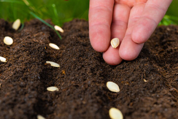The farmer manually sows seeds on the soil close-up. Farmer hand planting seeds, selective focus