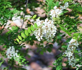 Ramo di acacia o robinia con fiori bianchi