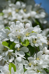 White Tree Blossoms in the Spring