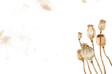 Watercolor illustration of dried poppy heads isolated on white background