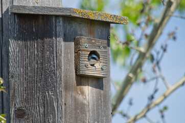 Tree Swallow in a Bird House