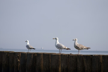 Seagulls sit on the breakwaters and look out for fish in the sea