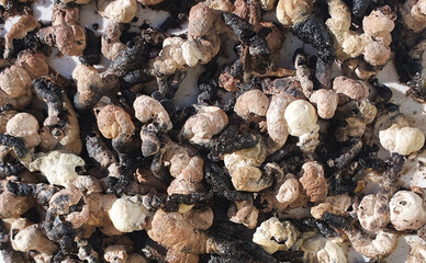 a close-up with many bird droppings
