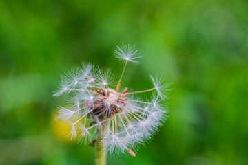 Close up of dandelion head