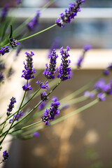 Fototapeta premium Blooming lavender plant in the garden