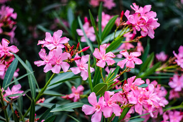 Pink Adenium flowers in the park