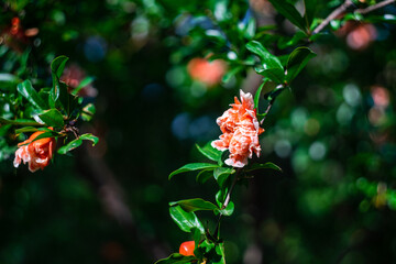 Blooming pomegranate bush in the garden
