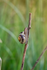 A small snail crawls up the stick. Never give up postcard
