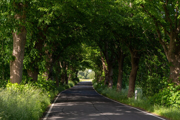 Allee, Baumalle im Sommer, grün und voller Bäume mit einer Straße in der Mitte auf der Insel Rügen