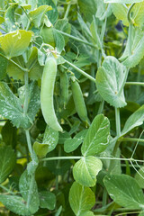 Fresh green peas, a pod hangs on a bush, sings. Harvest in the vegetable garden.Agriculture concept, proper nutrition, vitamins, postcard. High quality photo