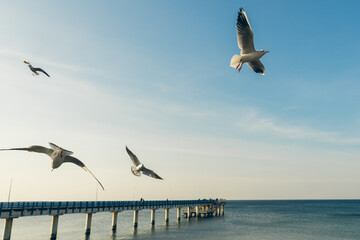 Seagulls flying high in the wind against the blue sky and white clouds, a flock of white birds