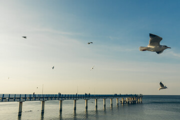 Seagulls flying high in the wind against the blue sky and white clouds, a flock of white birds