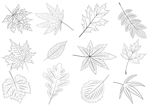 doodle tree leaf set on white background, isolated, vector