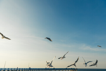 Seagulls flying high in the wind against the blue sky and white clouds, a flock of white birds