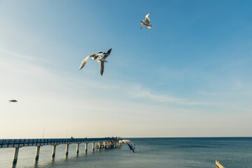 Seagulls flying high in the wind against the blue sky and white clouds, a flock of white birds
