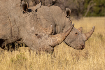 Obraz premium White rhinoceros on a game farm in South Africa