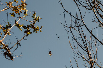 Araña flotando en su telaraña
