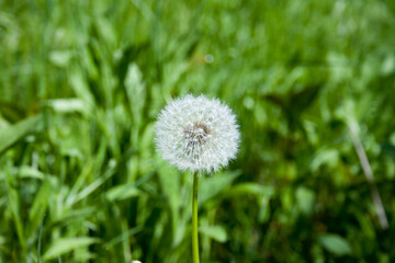 Beautiful airy white dandelion flower in green grass. In the language of flowers, dandelion symbolizes happiness, smile, devotion, fidelity. Spring time. Beautiful postcard with natural background