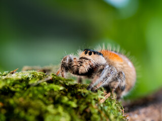 Close up portrait of Tarantula spider. Big hairy Arachnida on green moss.