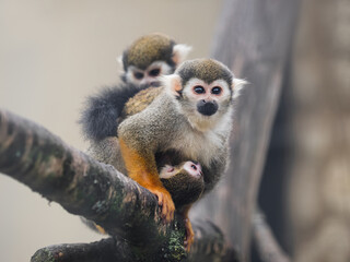 Family of Common squirrel monkeys. Male, female and baby Saimiri sciureus are perching on tree branch.