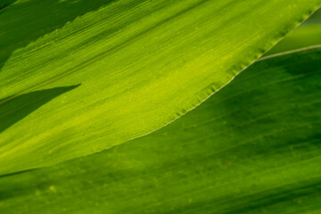 liście zielone tło tapeta © Colorful Soul