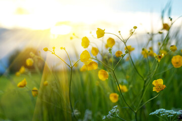 Buttercup flowers summer sunny morning blurred nature landscape background. Greeting card