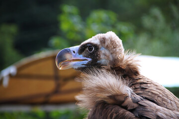 A vulture looking with intent