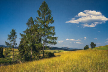 Obraz premium landscape with trees