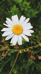 daisy flower
