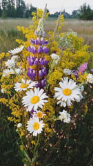 daisies in the garden