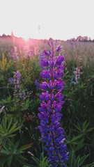 lavender field in region