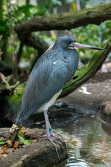 great blue heron