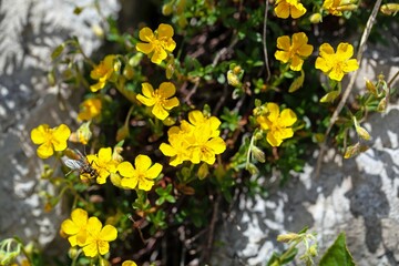 Flower of the rock rose species Helianthemum alpestre