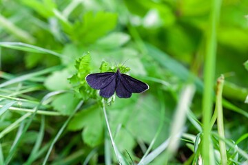 Chimney sweeper, Odezia atrata