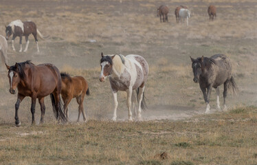 Wild Horses in Springtime in the Utah Desert