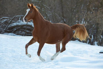 Fototapeta na wymiar Beautiful race horse runs in winter stud farm