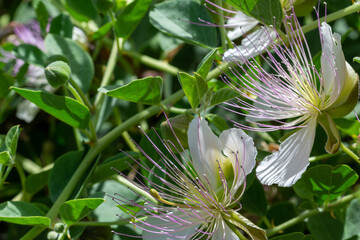 Detail of buds and a beautiful caper flower (Capparis spinosa) with long stamens in the field