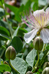 Detail of buds and a beautiful caper flower (Capparis spinosa) with long stamens in the field
