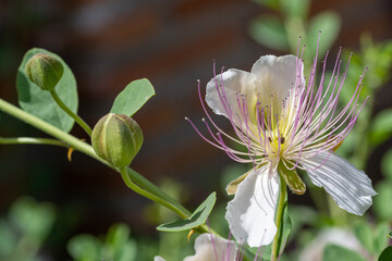 Detail of buds and a beautiful caper flower (Capparis spinosa) with long stamens in the field