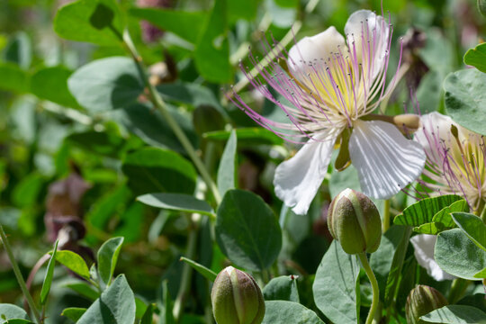 Detail of buds and a beautiful caper flower (Capparis spinosa) with long stamens in the field