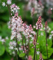 detailed close up of a Tiarella 'Spring Symphony'
