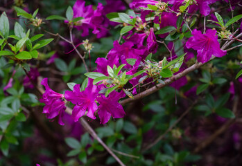Fototapeta premium detailed close up of a Rhododendron 'Blue Danube'